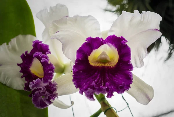Tayland 'da Cattleya Orkide Çiçeği