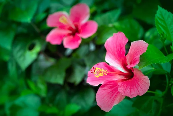园中盛开的粉红芙蓉 — 图库照片