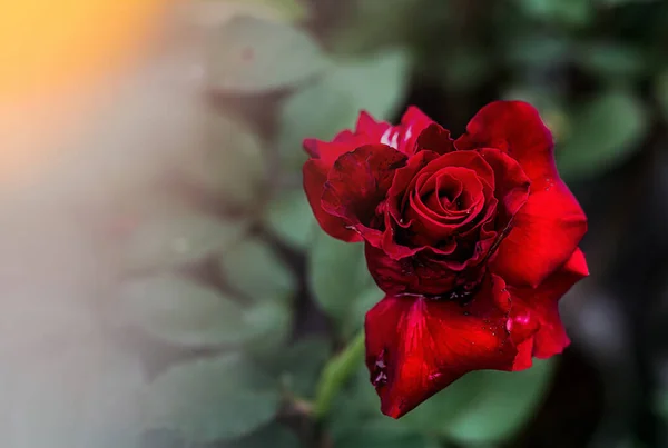 Red Rose Flower Petals Photo Macro Nature Beautiful Nice — Stock Photo, Image