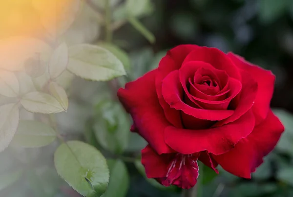 Czerwony Róża Płatki Kwiatów Fotografia Makro Natura Piękne Ładne — Zdjęcie stockowe