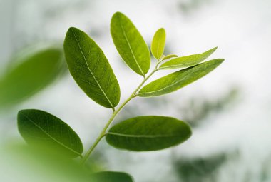 Bir tomurcuğun içinde olmak, taze yapraklar bırakmak, ağaçta taze yapraklar yetiştirmek, yeşil doğa arka planı.