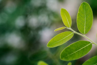 Bir tomurcuğun içinde olmak, taze yapraklar bırakmak, ağaçta taze yapraklar yetiştirmek, yeşil doğa arka planı.