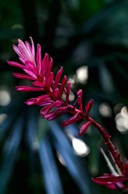 güzel bir tropik Kızıl kızıl çiçek