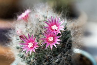 Kaktüs renkli çiçekleri olan güzel bir bitkidir..