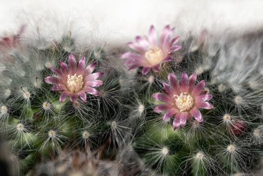 Kaktüs renkli çiçekleri olan güzel bir bitkidir..