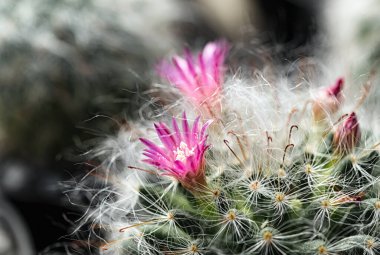 Kaktüs renkli çiçekleri olan güzel bir bitkidir..