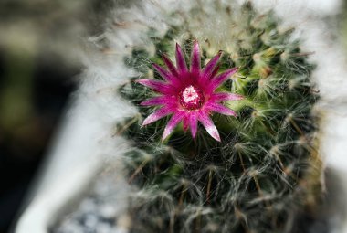 Kaktüs renkli çiçekleri olan güzel bir bitkidir..