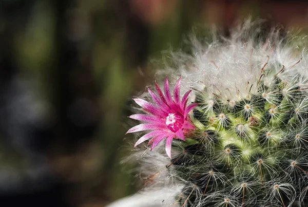Cactus Una Bella Pianta Con Molti Fiori Colorati — Foto Stock