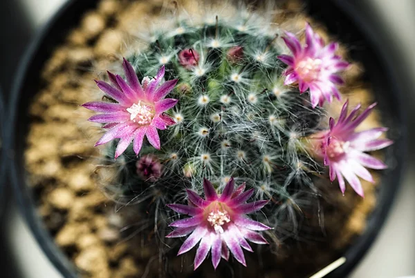 Cactus Una Bella Pianta Con Molti Fiori Colorati — Foto Stock