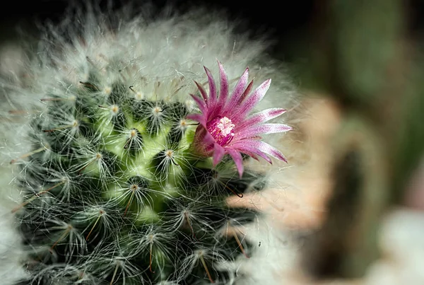 Kaktüs renkli çiçekleri olan güzel bir bitkidir..
