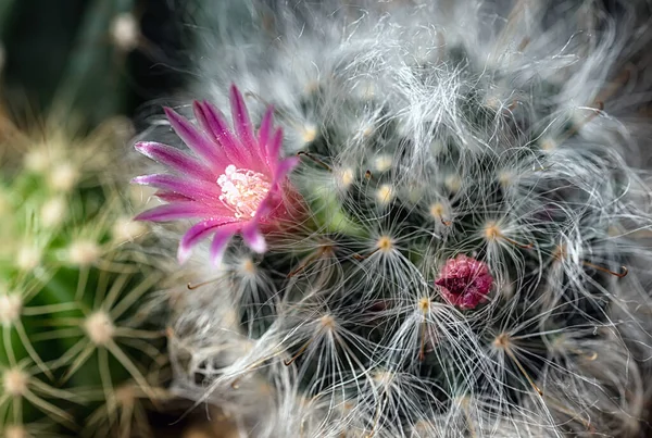 Kaktus Vacker Växt Med Många Färgglada Blommor — Stockfoto