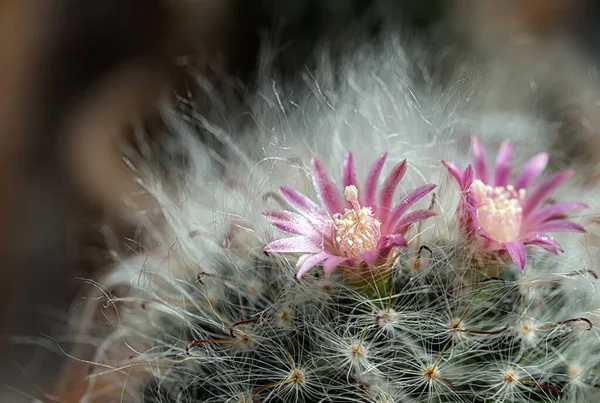Kaktüs renkli çiçekleri olan güzel bir bitkidir..