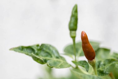 Bahçedeki ağaçta paprika