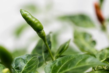Bahçedeki ağaçta paprika