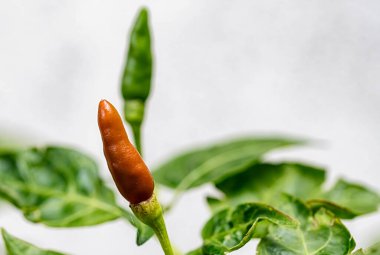 Bahçedeki ağaçta paprika