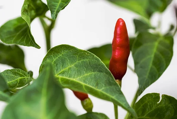 Bahçedeki ağaçta paprika