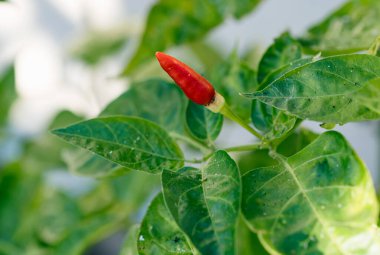 Bahçedeki ağaçta paprika
