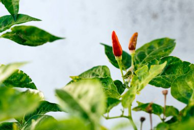 Bahçedeki ağaçta paprika