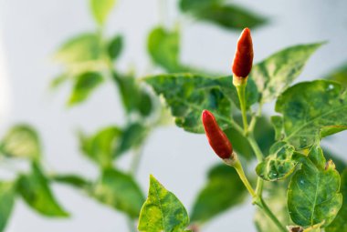Bahçedeki ağaçta paprika