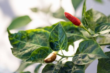 Bahçedeki ağaçta paprika