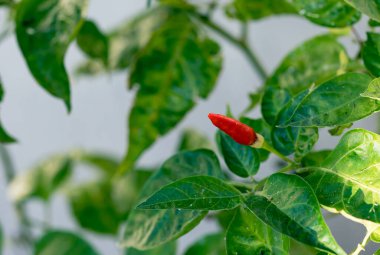 Bahçedeki ağaçta paprika