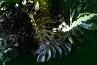 Monstera delicosa dokulu arka plan bırakır