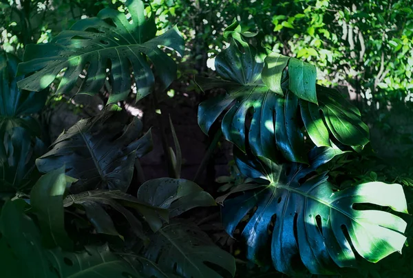 Monstera Delicosa Pozostawia Teksturowanej Tło — Zdjęcie stockowe