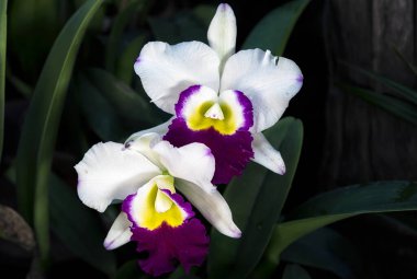 Tayland 'da Cattleya Orkide Çiçeği