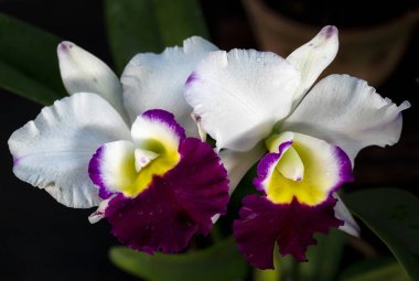 Tayland 'da Cattleya Orkide Çiçeği