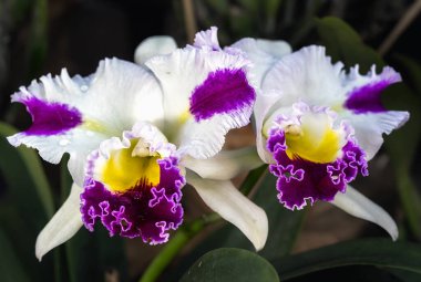 Tayland 'da Cattleya Orkide Çiçeği