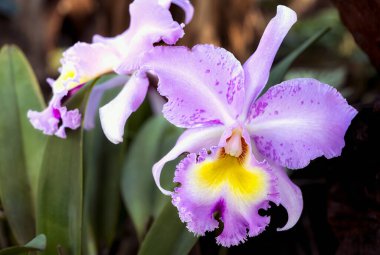 Tayland 'da Cattleya Orkide Çiçeği