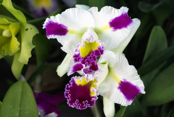 Tayland 'da Cattleya Orkide Çiçeği