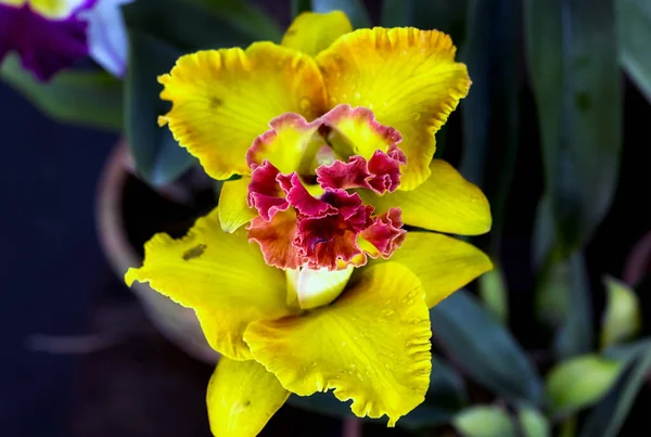 Tayland 'da Cattleya Orkide Çiçeği