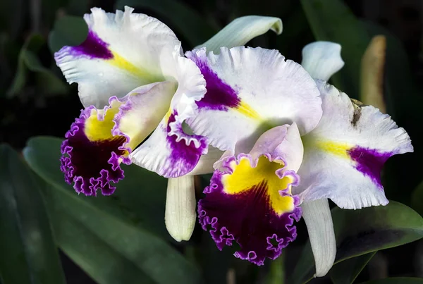 Cattleya Orchidea Fiore Thailandia — Foto Stock