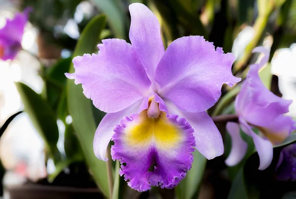 Tayland 'da Cattleya Orkide Çiçeği