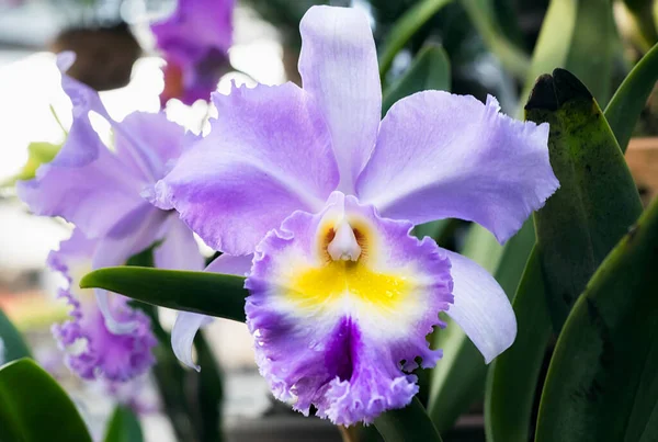 Tayland 'da Cattleya Orkide Çiçeği
