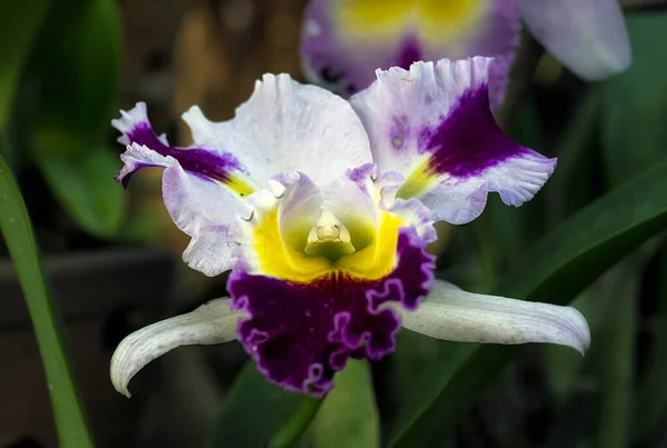 Cattleya Orchidea Fiore Thailandia — Foto Stock