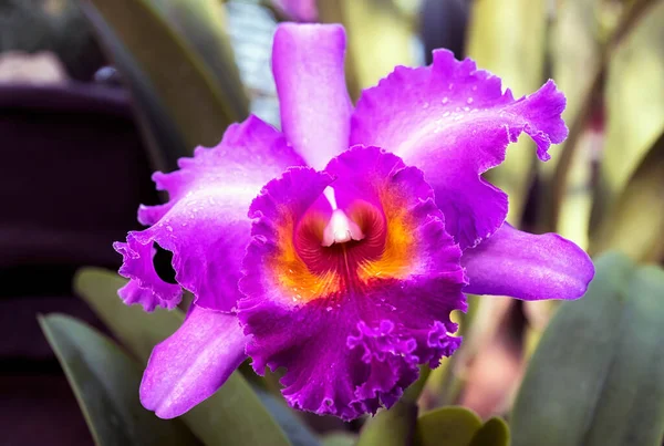 Tayland 'da Cattleya Orkide Çiçeği