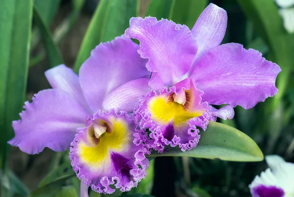 Tayland 'da Cattleya Orkide Çiçeği