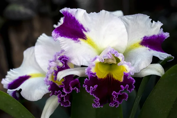 Tayland 'da Cattleya Orkide Çiçeği