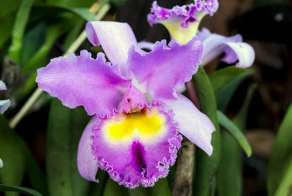 Tayland 'da Cattleya Orkide Çiçeği