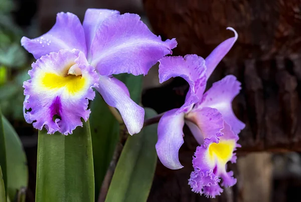 Tayland 'da Cattleya Orkide Çiçeği