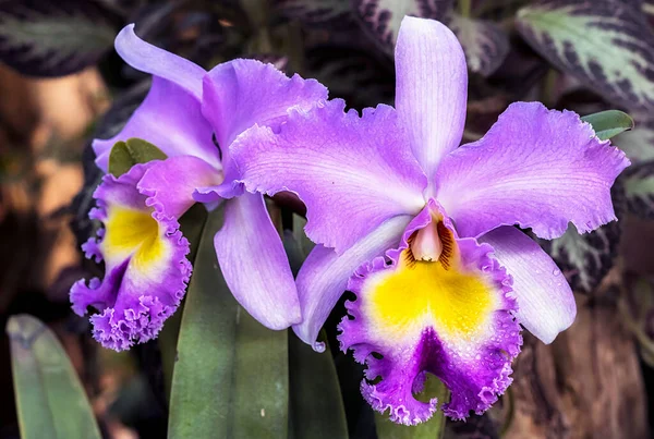 Cattleya Orchideenblume Thailand lizenzfreie Stockfotos