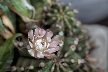 Güzel açan çöl kaktüsü çiçeği