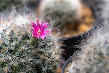 Güzel açan çöl kaktüsü çiçeği