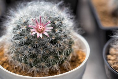 Güzel açan çöl kaktüsü çiçeği