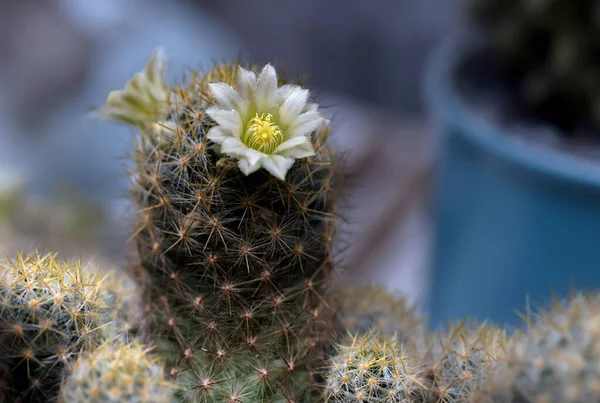 Bellissimo Fiore Cactus Selvatico Del Deserto Fiore — Foto Stock