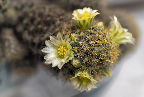 Cactus Una Hermosa Planta Con Muchas Flores Colores — Foto de Stock