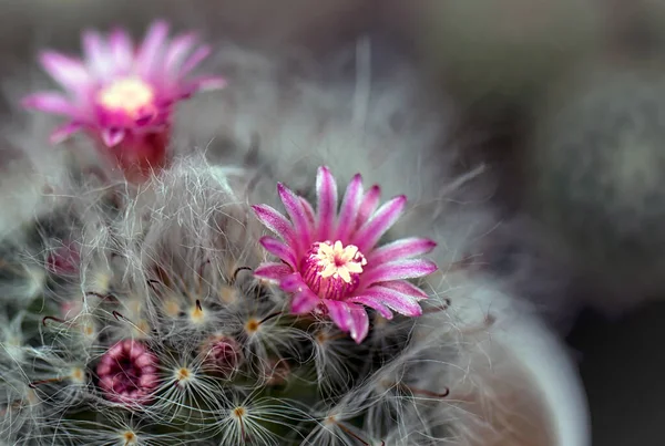 Cactus is a beautiful plant with many colorful flowers.