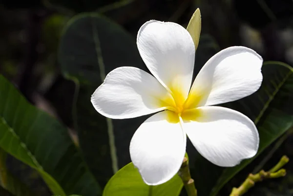 白色和黄色的水仙花盛开在树上 热带花 柔和的阳光下绽放着异国情调的花朵和朦胧的热带园林景观 岛屿自然特写 — 图库照片